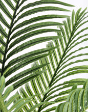 Učitajte sliku u preglednik galerije, Biljka u saksiji Kenzia 140 cm