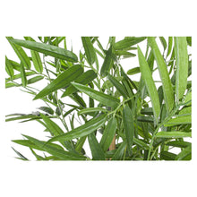 Učitajte sliku u preglednik galerije, Cvijeće Bambus u saksiji 130 cm
