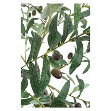 Učitajte sliku u preglednik galerije, Drvo masline u saksiji 120 cm