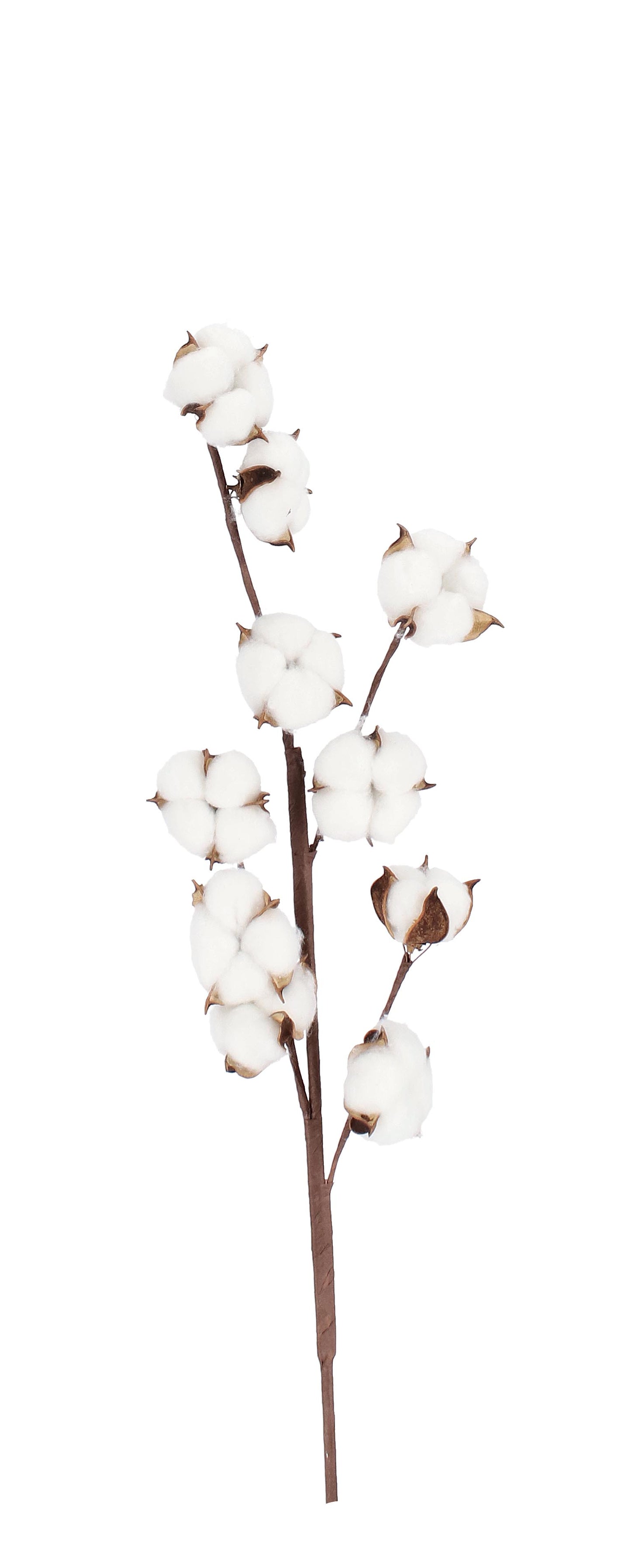 Grana Georgie Pamuk H59 cm