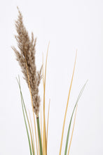 Učitajte sliku u preglednik galerije, Grana Gynerium Pampas H110 cm
