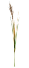 Učitajte sliku u preglednik galerije, Grana Gynerium Pampas H110 cm
