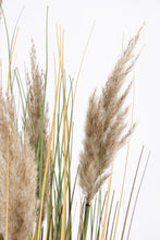 Učitajte sliku u preglednik galerije, Grana Gynerium Pampas H100 cm
