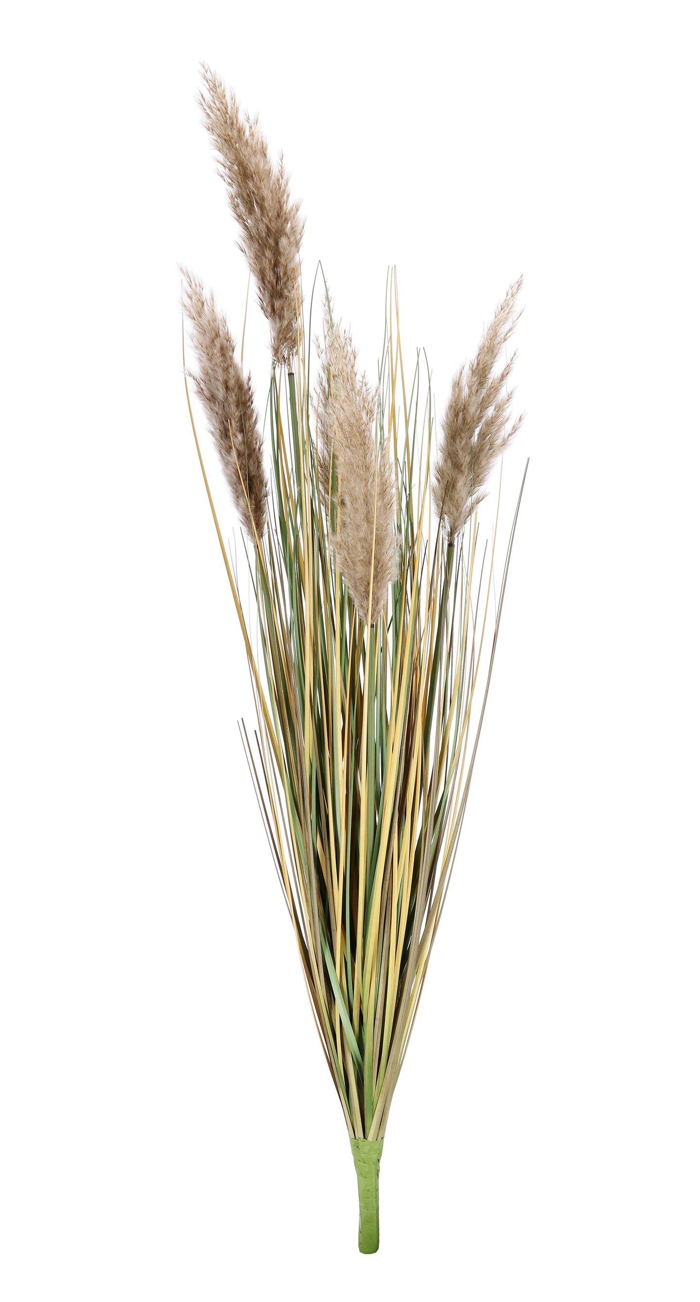 Grana Gynerium Pampas H100 cm