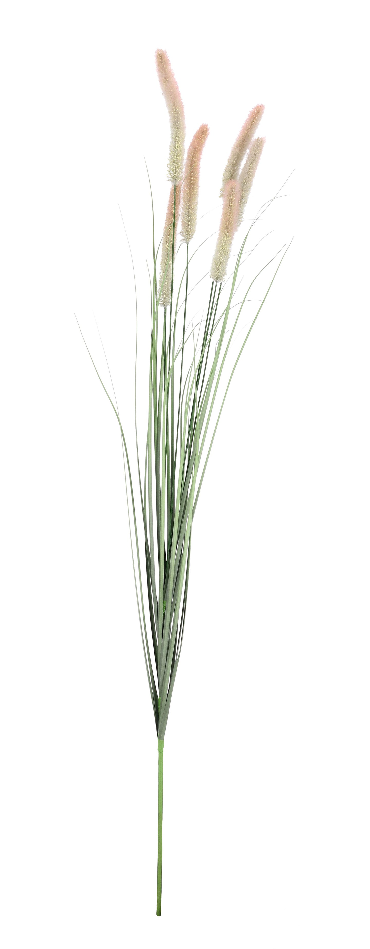 Grana Pennisetum H150 cm