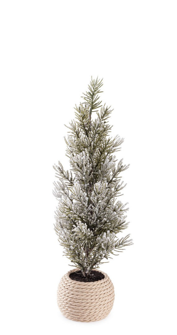 Mini jelka Wrangell u saksiji 40h cm