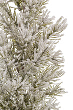 Učitajte sliku u preglednik galerije, Mini jelka Wrangell u saksiji 31h cm
