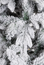 Učitajte sliku u preglednik galerije, Snježna jelka Harvard 270 cm
