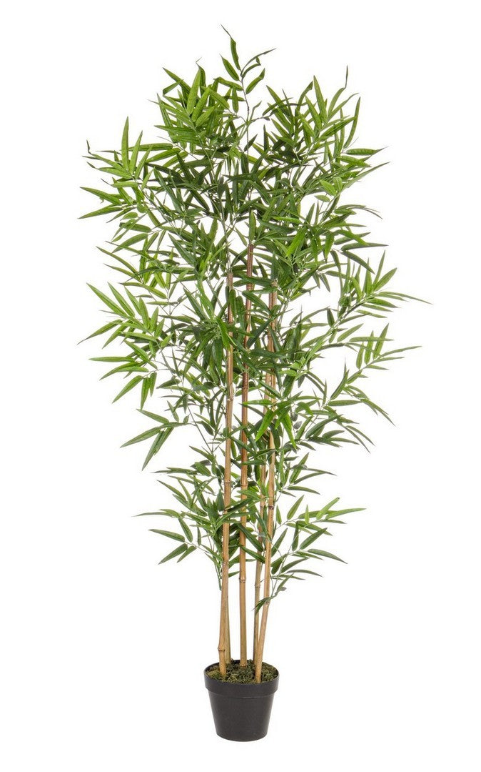 bambus mallorca Palma u saksiji Bamboo 155 cm – CasaBianca