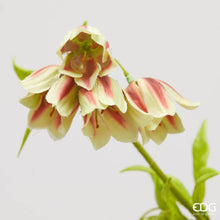 Učitajte sliku u preglednik galerije, Enkianthus grana EDG 82h cm assorto 2
