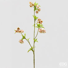 Učitajte sliku u preglednik galerije, Enkianthus grana EDG 82h cm assorto 2

