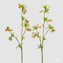Učitajte sliku u preglednik galerije, Enkianthus grana EDG 82h cm assorto 2
