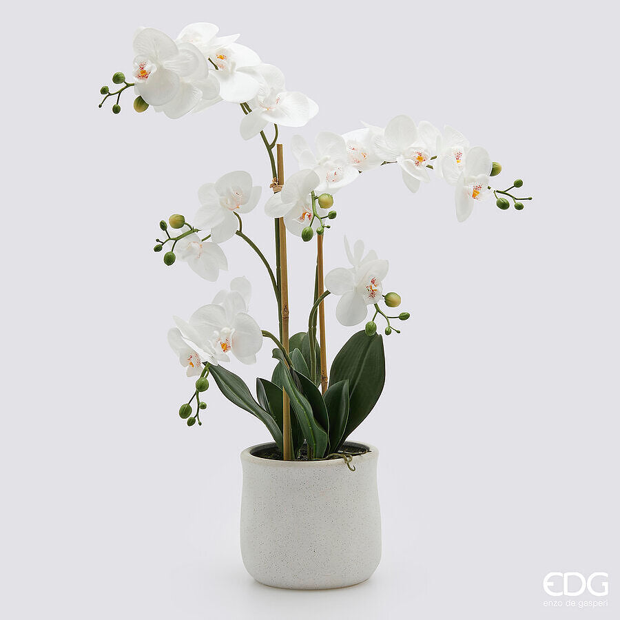 Orhideja u saksiji Phalaenopsis H62 cm