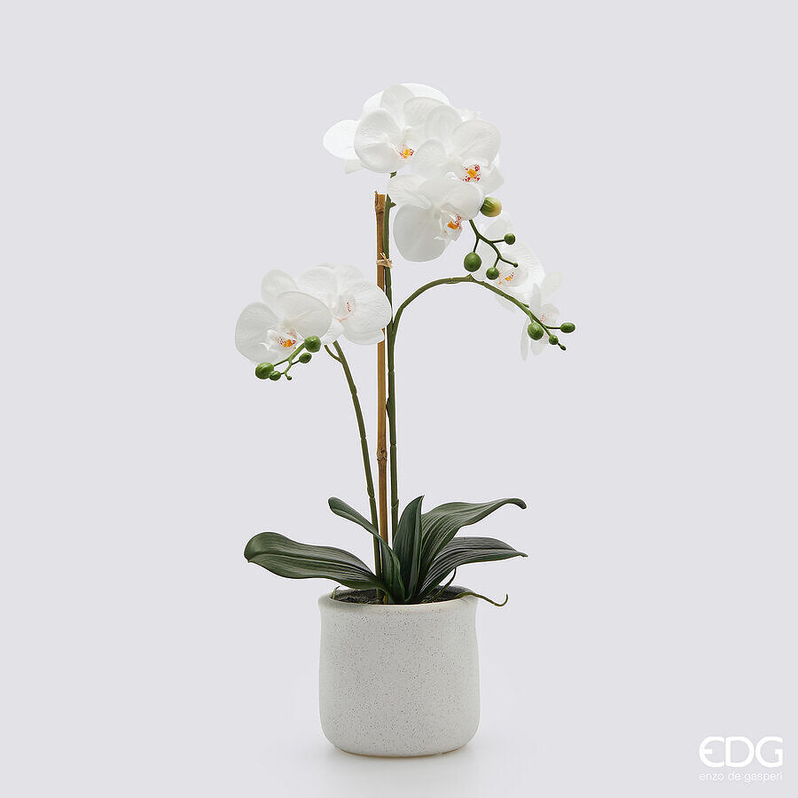 Orhideja u saksiji Phalaenopsis H56 cm