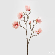 Učitajte sliku u preglednik galerije, Magnolija Stela roza H80 cm
