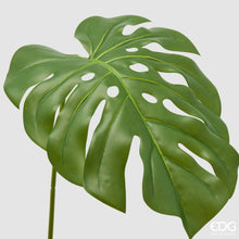Učitajte sliku u preglednik galerije, Grana Monstera EDG 75 cm
