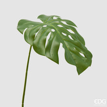 Učitajte sliku u preglednik galerije, Grana Monstera EDG 75 cm
