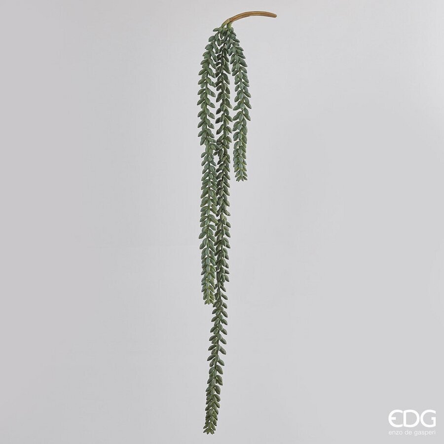 Grana Sedum H80 cm svijetlo zelena