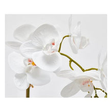 Učitajte sliku u preglednik galerije, Orhideja u saksiji bijela 47h cm

