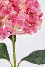 Učitajte sliku u preglednik galerije, Cvijet Ortensia Cherilyn rozi 67 cm
