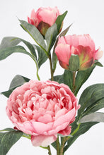 Učitajte sliku u preglednik galerije, Cvijet Evalyn X3F rozi H90 cm
