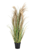 Učitajte sliku u preglednik galerije, Biljka Austorderia pampas 90h cm
