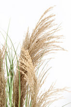 Učitajte sliku u preglednik galerije, Biljka Austorderia pampas 90h cm
