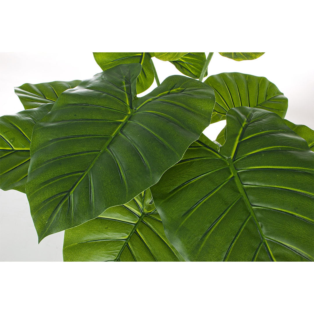 dieffenbachia biljka Biljka u saksiji Dieffenbachia 60 cm – CasaBianca