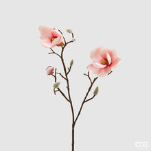 Učitajte sliku u preglednik galerije, Magnolija Stella roza 53 cm
