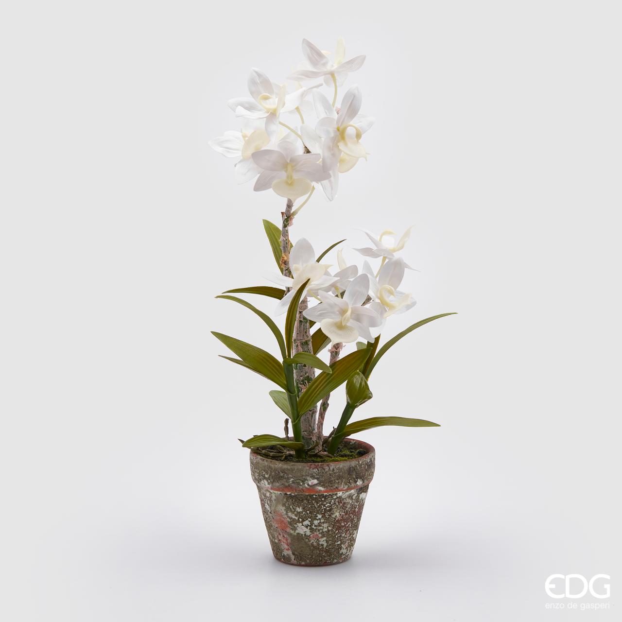 Orhideja u saksiji Dendro 50 cm